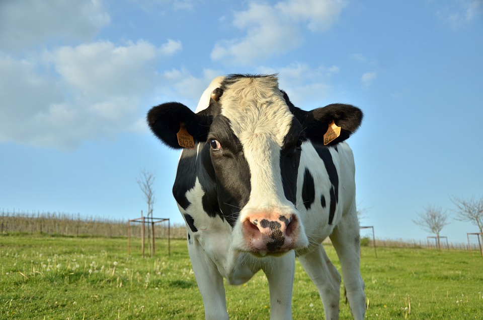 cow-4173441_960_720