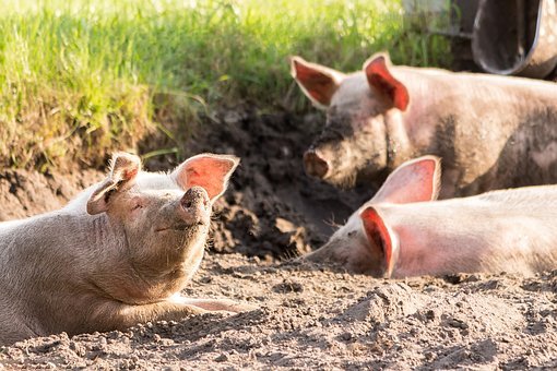 pigs-4028140__340