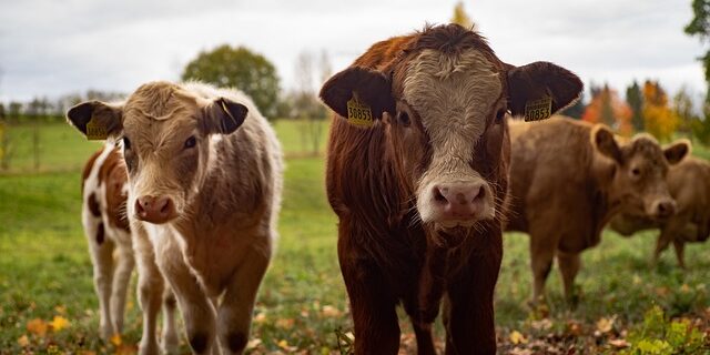 cows-g88018b087_640