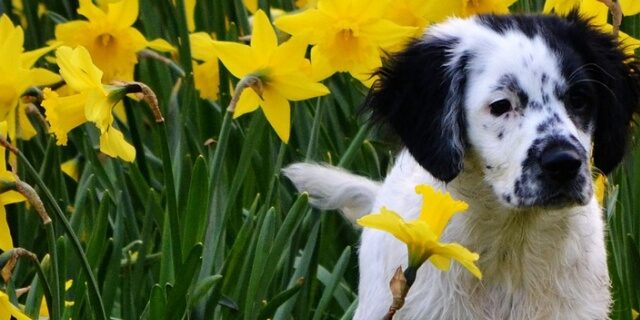 hond-narcis