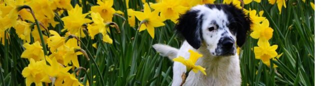 hond-narcis