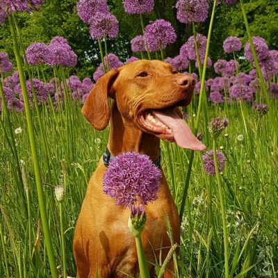 hond-bloemen-paars