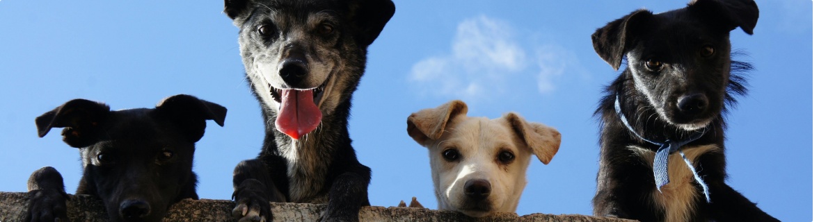 collage-honden-schutting